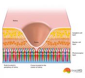 Fovea 