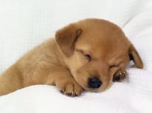   cuteeden 